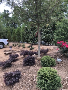 Outdoor-Living-Areas-00009