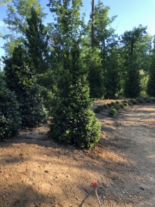 Outdoor-Living-Areas00056